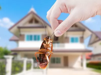 Hand holding Cockroach on house background, eliminate cockroach in house,Cockroaches as carriers of disease Hand holding Cockroach on house background, eliminate cockroach in house,Cockroaches as carriers of disease