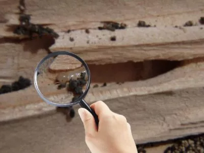 termite-inspection-1-600×400 termite-inspection-1-600x400