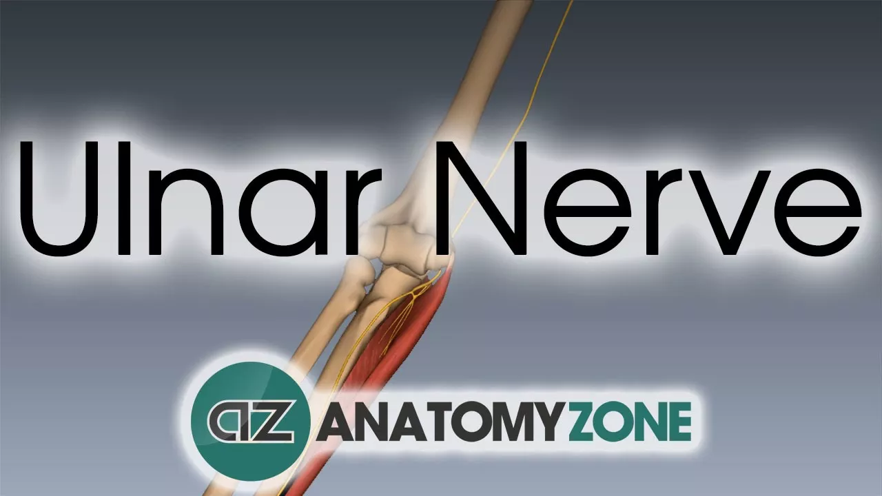 Ulnar Nerve | 3D Anatomy Tutorial