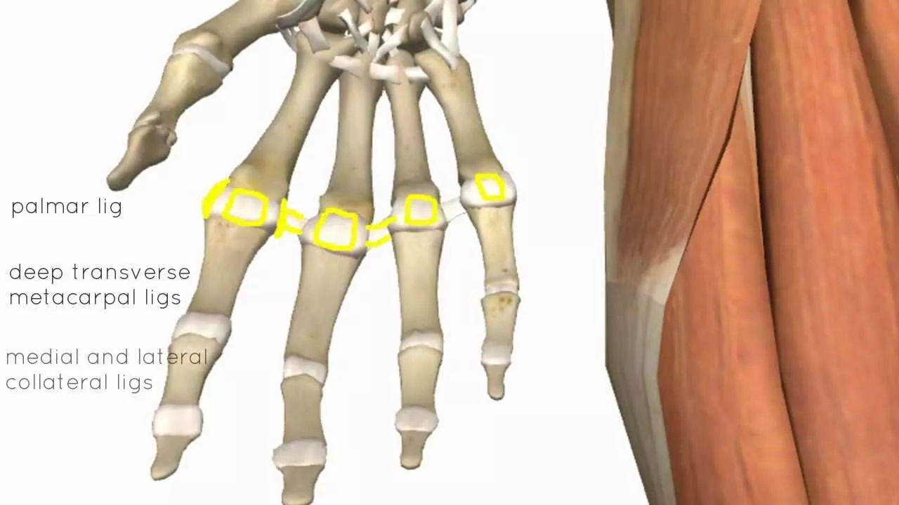 Wrist and Hand Joints - 3D Anatomy Tutorial