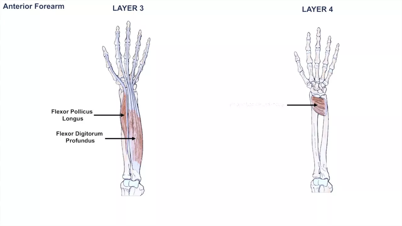 Anatomy of the Forearm - Muscles and Tendons - Lesson 1