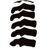 spine 1