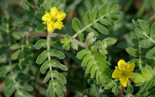 Τριβόλι - Τribulus Terrestris 13 Τριβόλι - Τribulus Terrestris 2