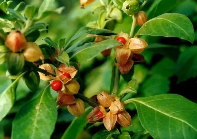 Ashwagandha - Ασβαγκάντα 1 Ashwagandha - Ασβαγκάντα 1