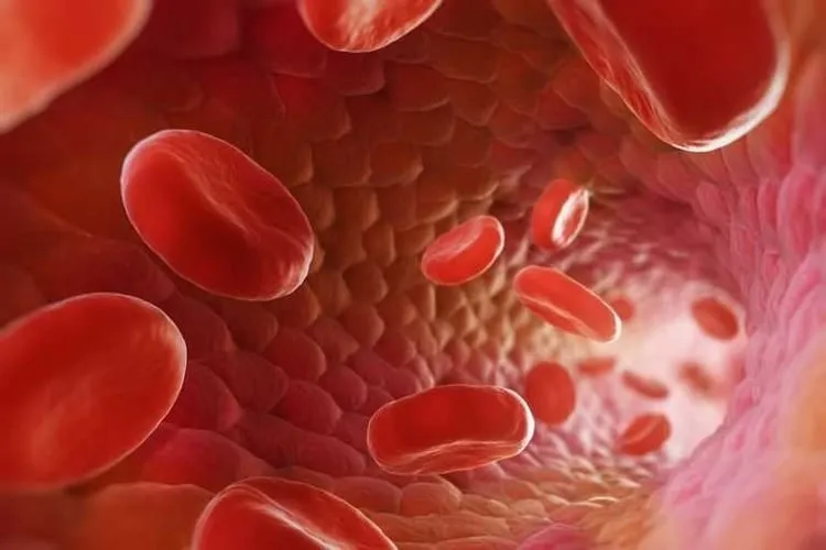 Πόσο αίμα απαιτείται για την στύση του πέους; 54 Πόσο αίμα απαιτείται για την στύση του πέους; 49