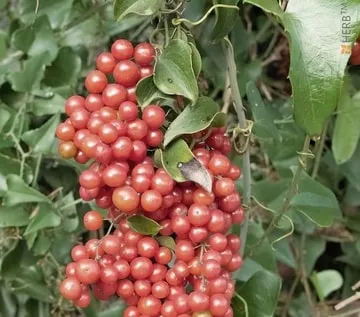 Sarsaparilla : Ενδείξεις - Δοσολογία - Παρενέργειες 2 Sarsaparilla : Ενδείξεις - Δοσολογία - Παρενέργειες 2