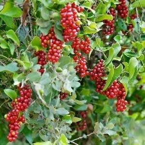 Sarsaparilla : Ενδείξεις - Δοσολογία - Παρενέργειες 4 Sarsaparilla : Ενδείξεις - Δοσολογία - Παρενέργειες 4