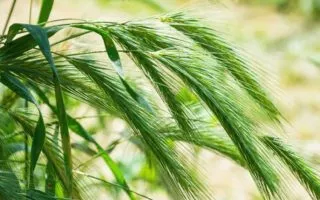 Rye Grass Pollen - Γύρη Σίκαλης για την Υγεία του προστάτη 7 Rye Grass Pollen