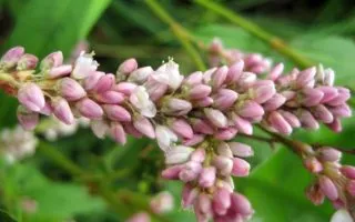 Smartweed: Ένα βότανο γεμάτο αντιοξειδωτικά 3 Smartweed