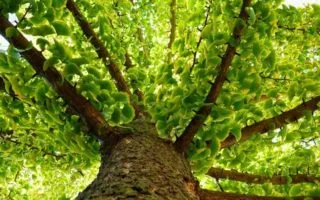 Ginkgo Βiloba: Ενδείξεις – Δοσολογία – Παρενέργειες 3 ginkgo biloba