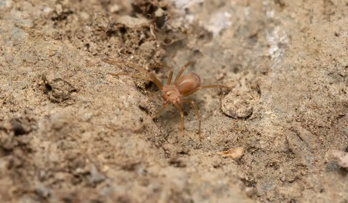 Arizona Brown Spider