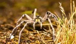 Arizona Wolf Spider