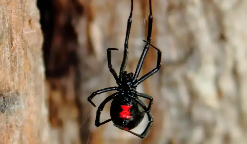 Black Widow Spiders