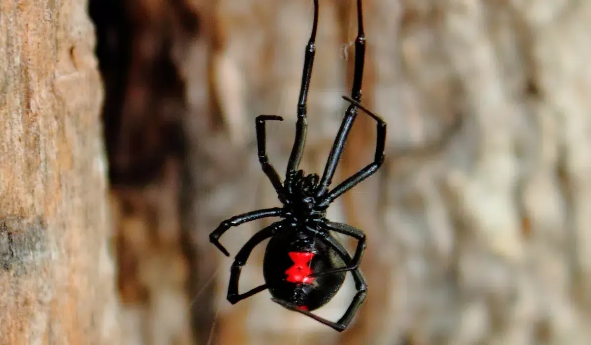 Black Widow Spider