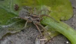 Carolina Wolf Spider