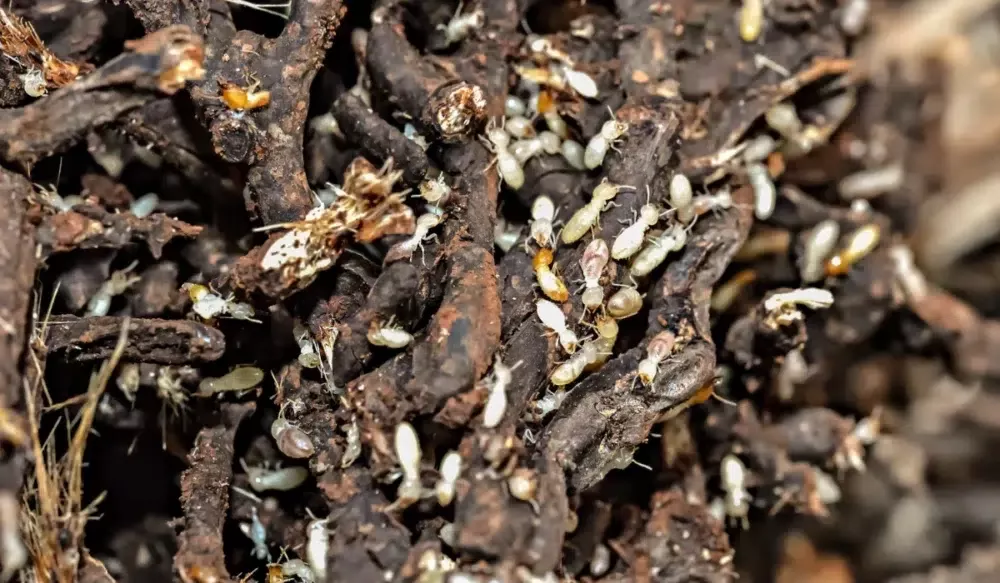 Colony-of-subterranean-termites