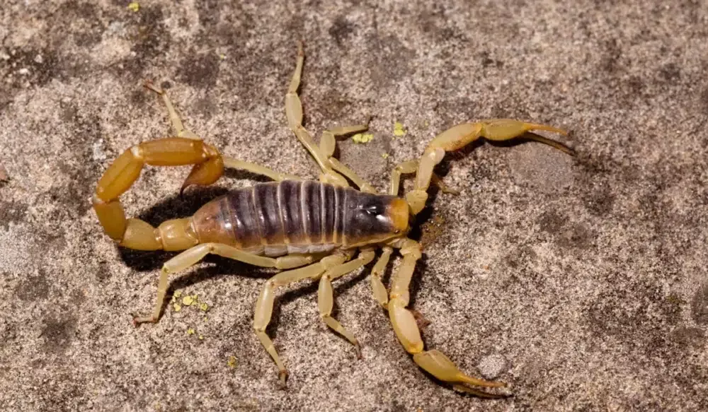 Desert Hairy Scorpions