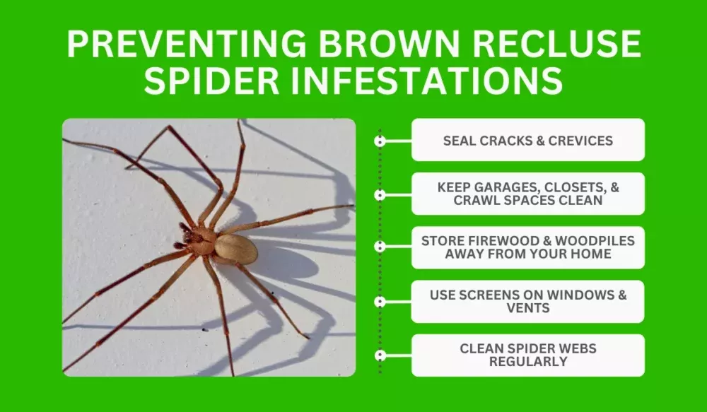 Preventing Brown Recluse Spider Infestations