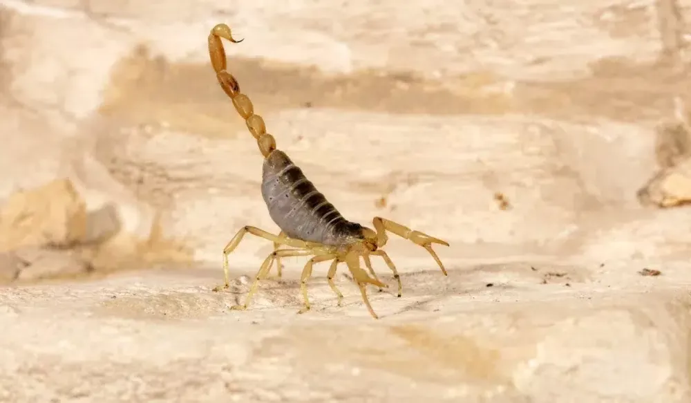 Giant Hairy Scorpions