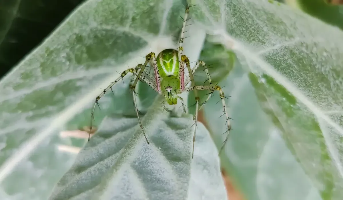 Green Lynx Spider