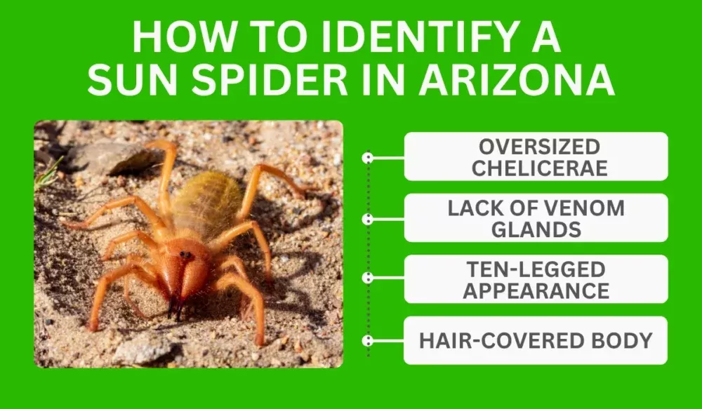 How To Identify A Sun Spider In Arizona