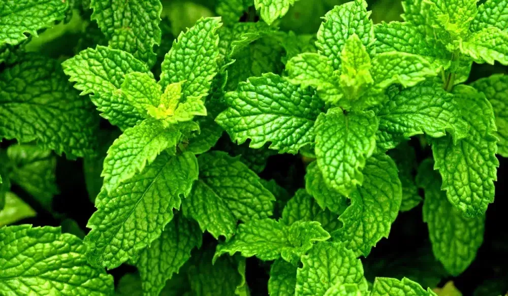 Peppermint plant