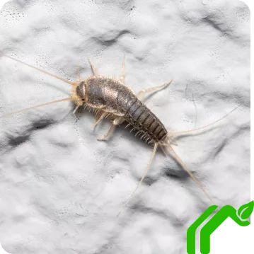 A grey silverfish with legs and antennae crawls across a white textured surface