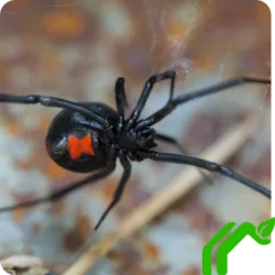 A large black widow with a red hourglass on the bottom of the spider as the spider crawls across a web outside