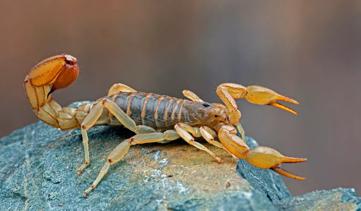Stripe-Tailed Scorpion
