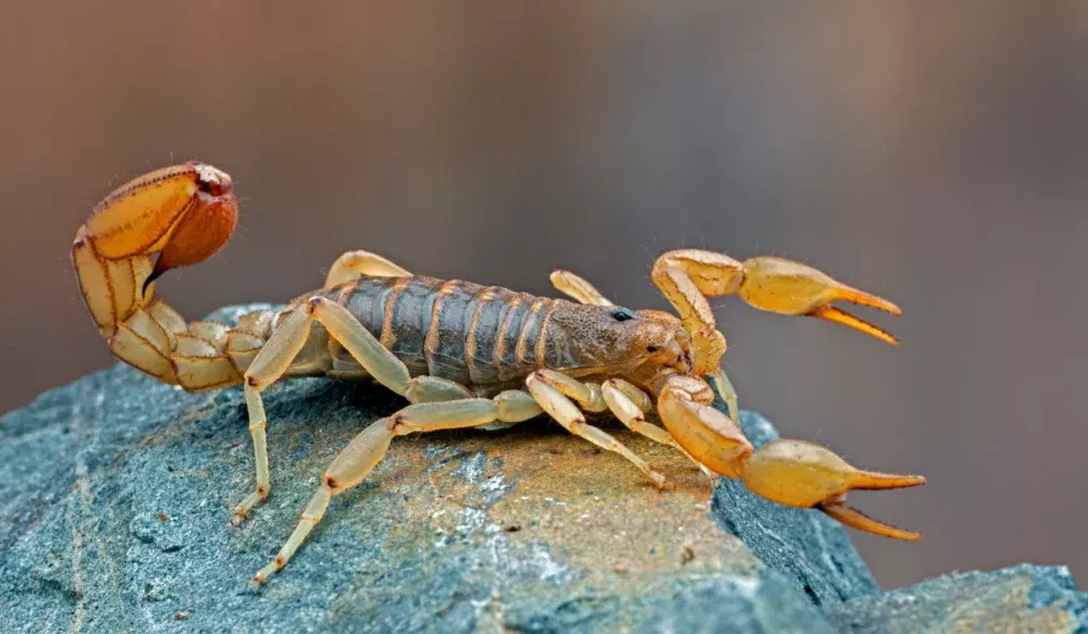Striped-Tail Scorpions