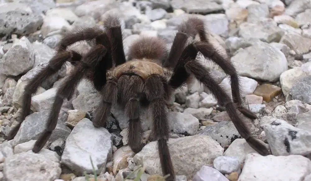 Tarantula