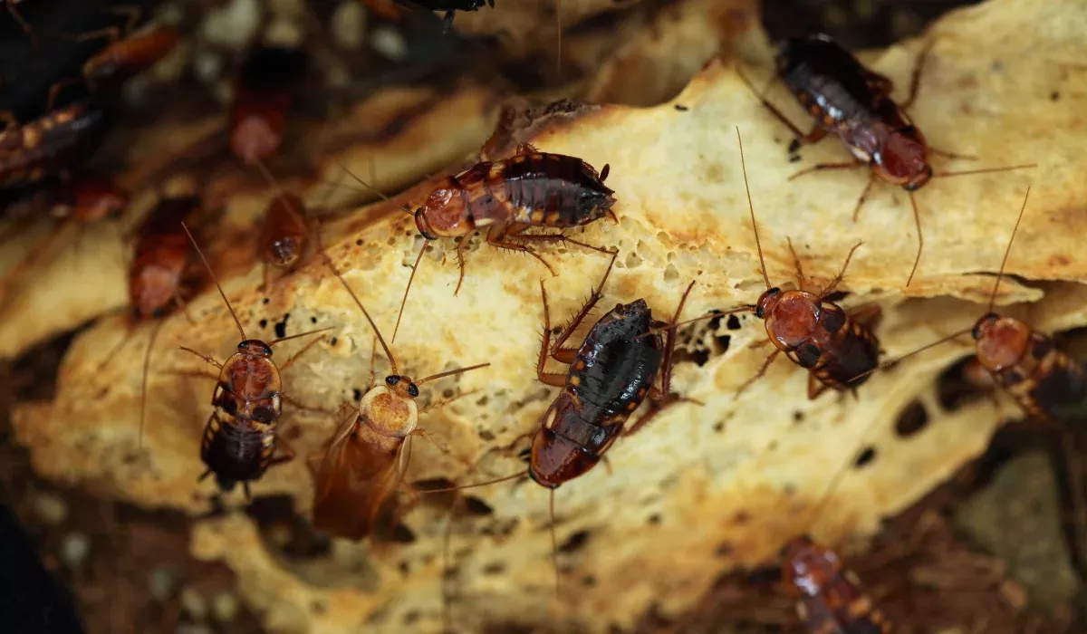 How do Cockroaches Affect Your Health? The Impact of Cockroach Allergies  and Other Health Conditions, image size:1200x700