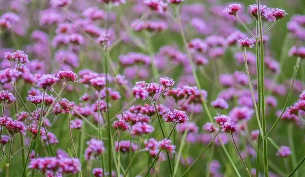 Verbena