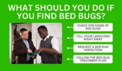 What Should You Do If You Find Bed Bugs
