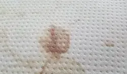 bed bug blood stain