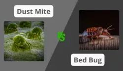 dust mite vs bed bug comparison