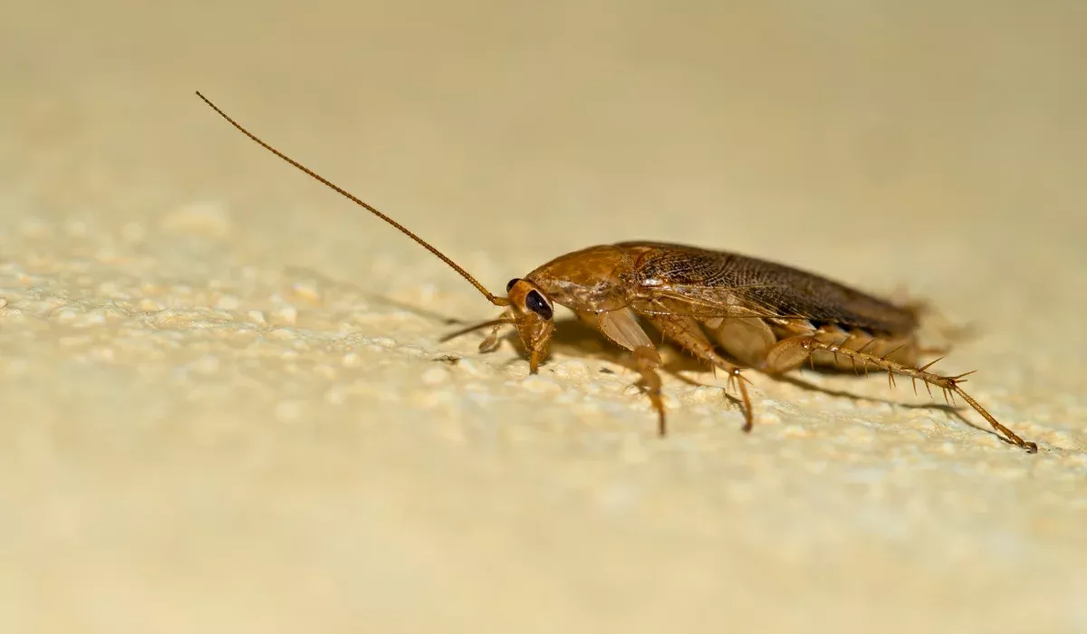 German Cockroach
