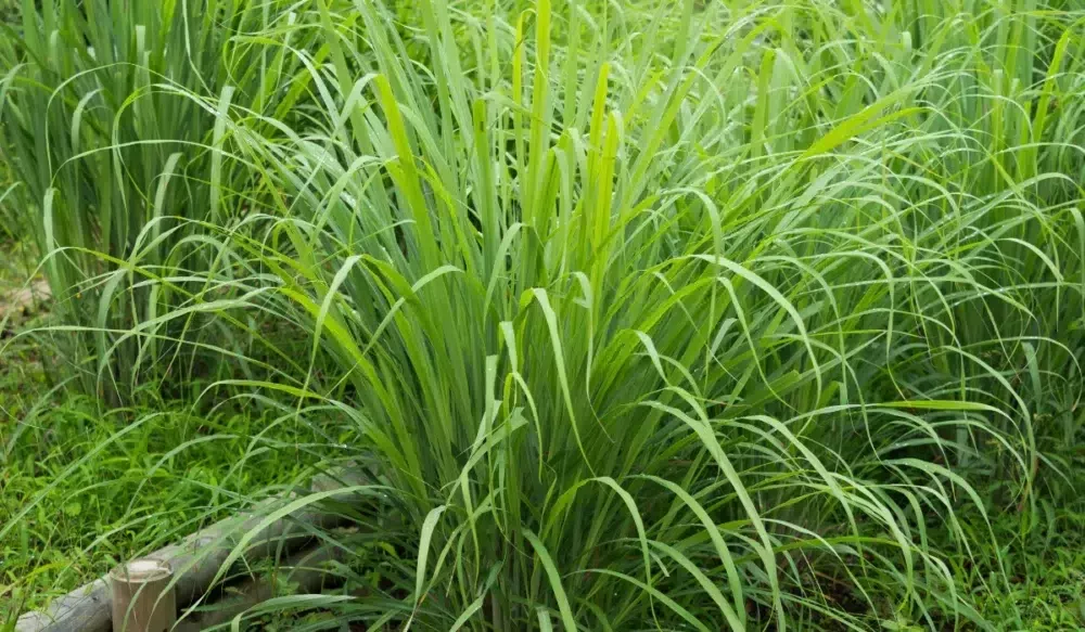 lemongrass plant