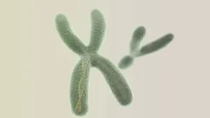 The Baldness Gene: Hereditary Hair Loss Explained! X chromosome carries hair loss gene