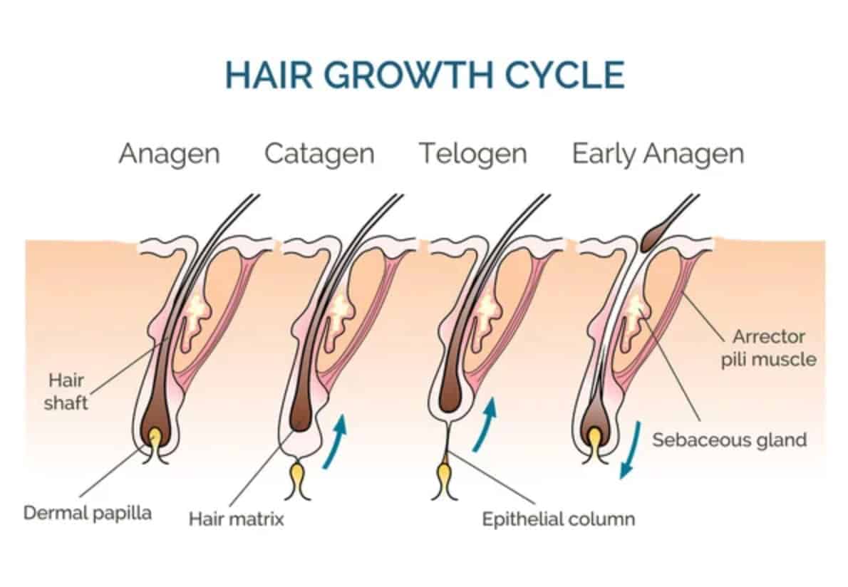 Hair Growth Cycle hair growth cycle