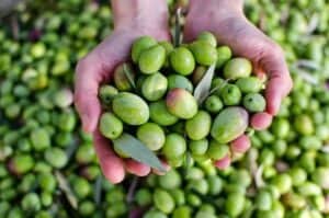 Is Olive Oil Good for Hair Growth olives held in hands