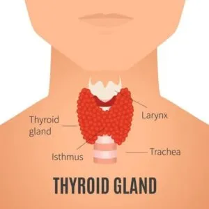 Illnesses That Cause Hair Loss in Women thyroid condition