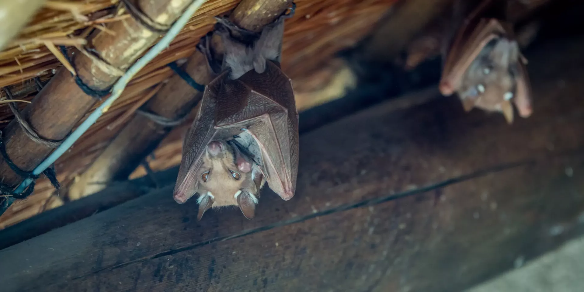 How Do Bats Get Into Your House? | LaJaunie's Pest Control