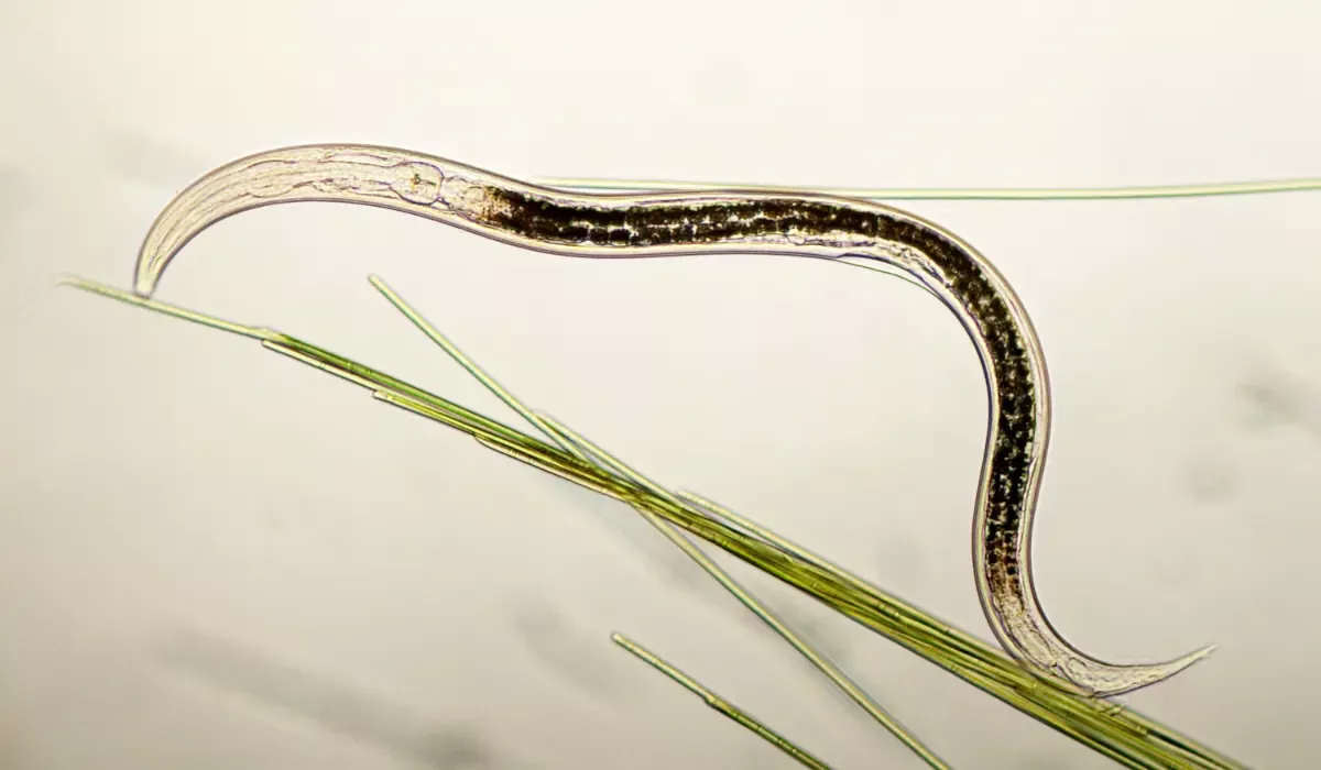 nematode micrograph