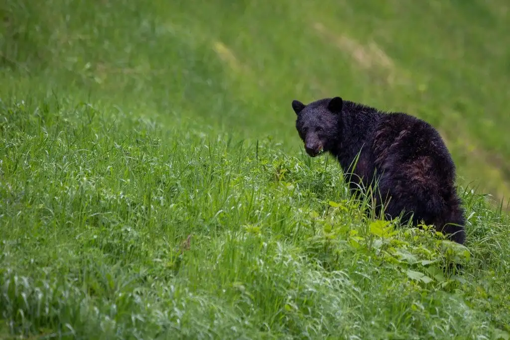 A black bear stands in tall green grass, looking over its shoulder in a natural outdoor setting—one of the memorable sights you might encounter among the things to do in Sunshine Valley.