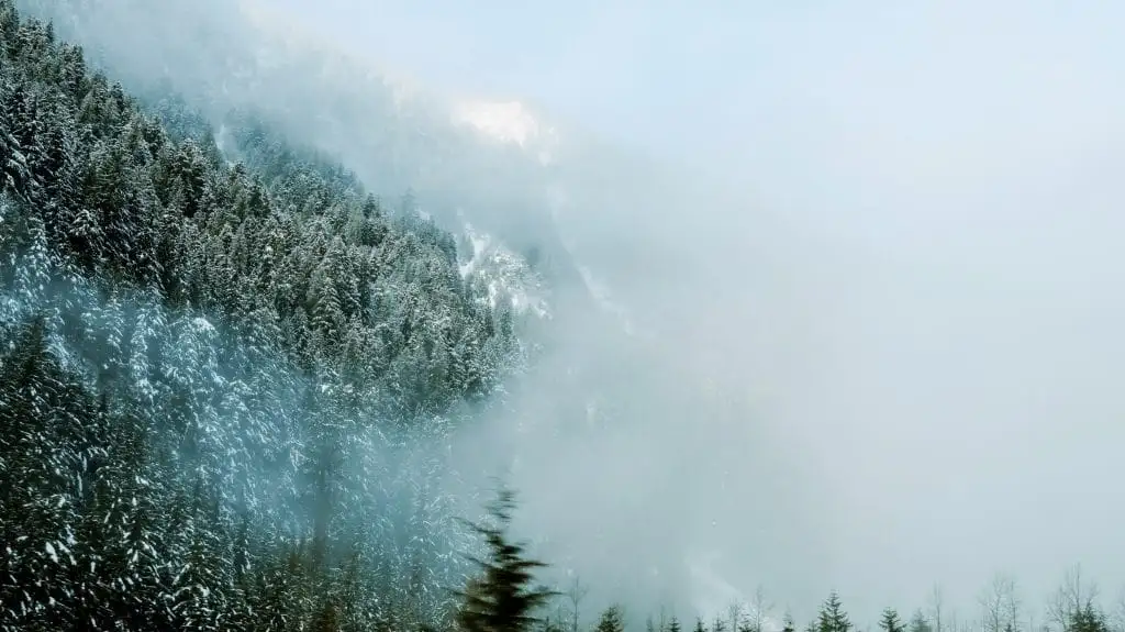 Snow-covered evergreen trees on a mountainside are partially obscured by fog, with the top of the mountain faintly visible through the mist—a serene glimpse into the natural beauty and things to do in Sunshine Valley.
