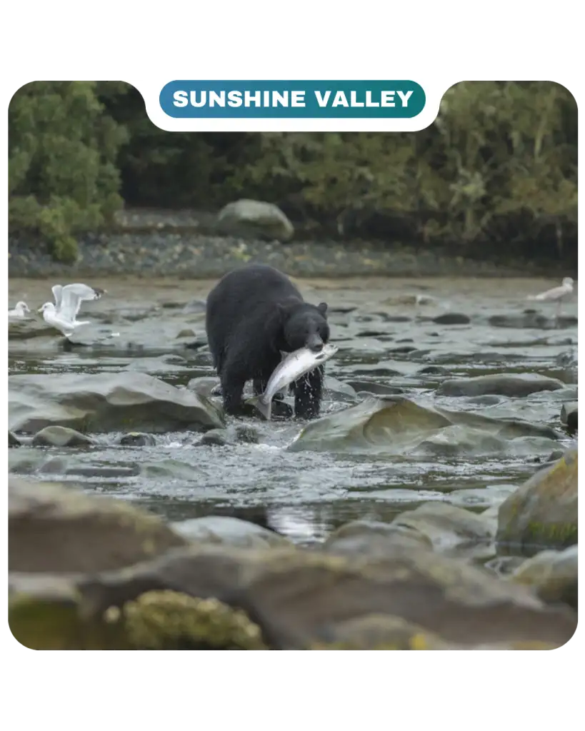 A black bear stands in a shallow rocky stream holding a fish in its mouth, as seagulls gather nearby and trees frame the background—capturing a wild moment straight out of Lifty Life.
