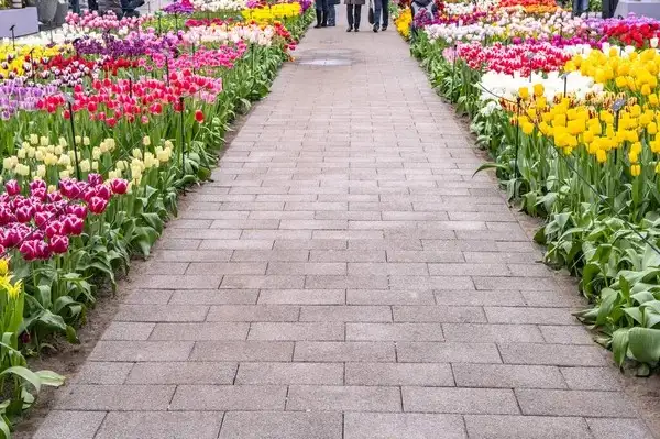 A paved walkway is bordered by rows of colorful tulips in bloom, with people enjoying spring activities in the background—one of the delightful things to do at Harrison Hot Springs.