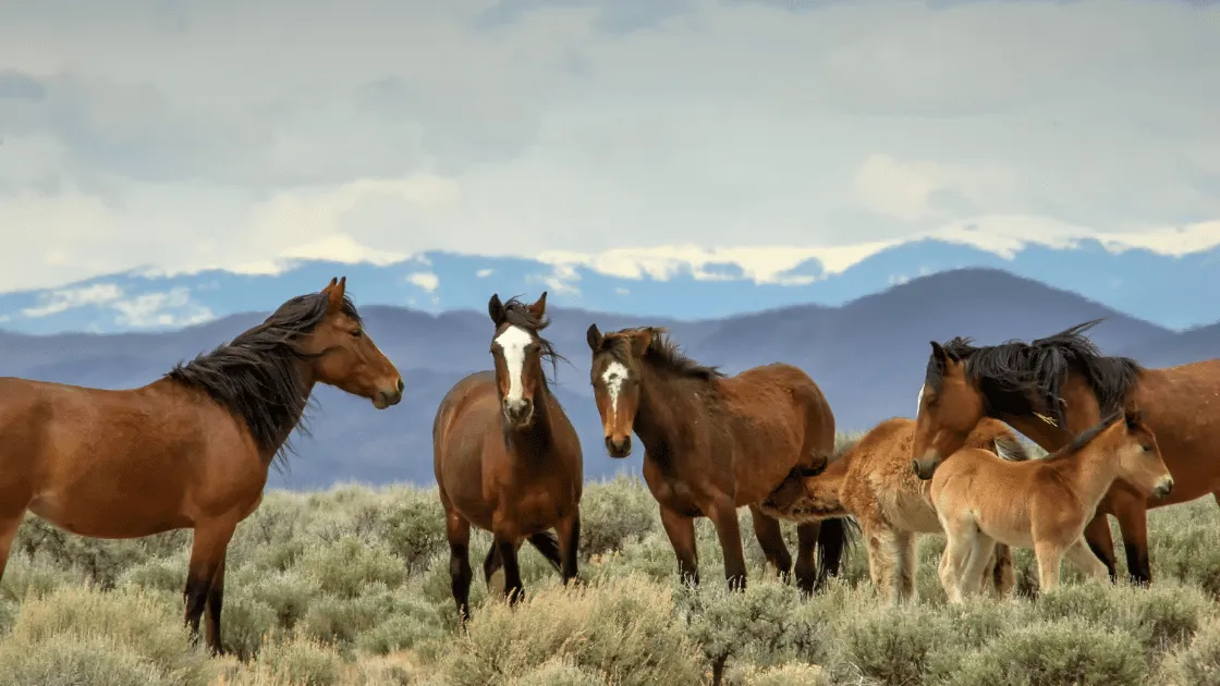 Colorado Wildlife