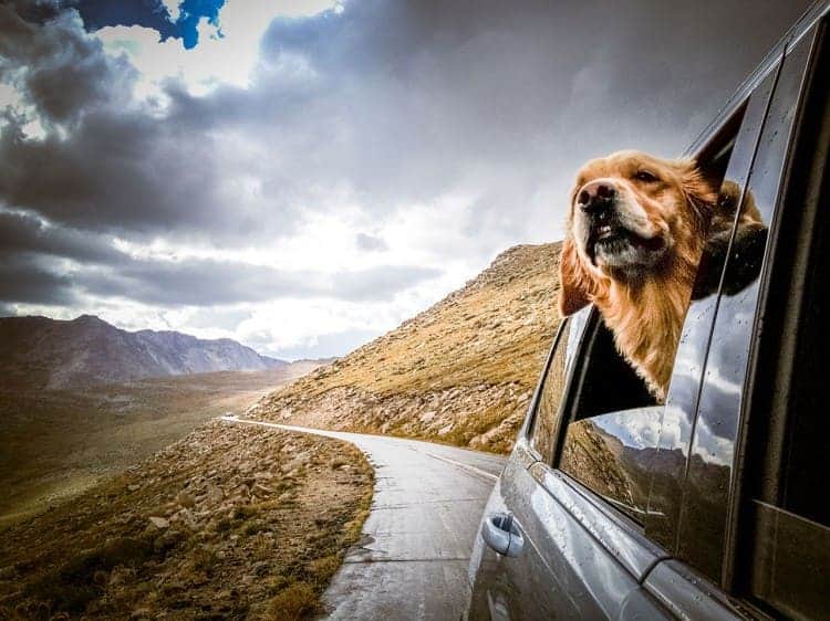 Διακοπές με κατοικίδιο, τι να προσέξεις 1 taxidi me skylo